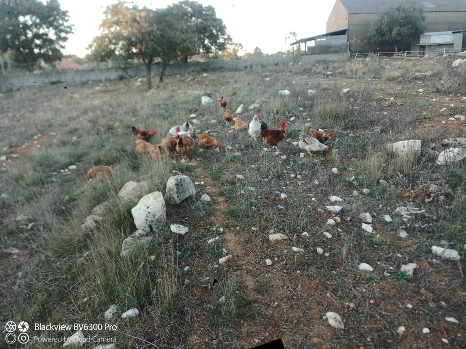 Galos do campo  caseiros