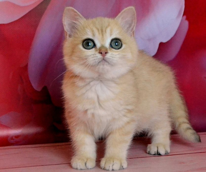 Британська золота шиншила