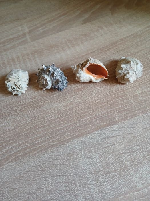 Ракушки и изделия из ракушек.
