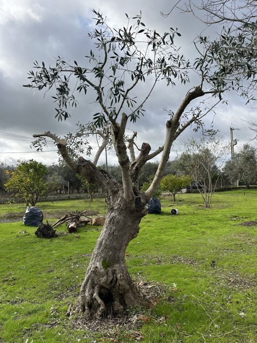 Oliveiras centenárias