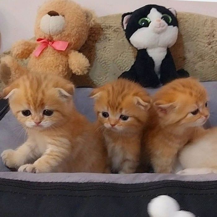 Чудові шотландські плюшеві котики