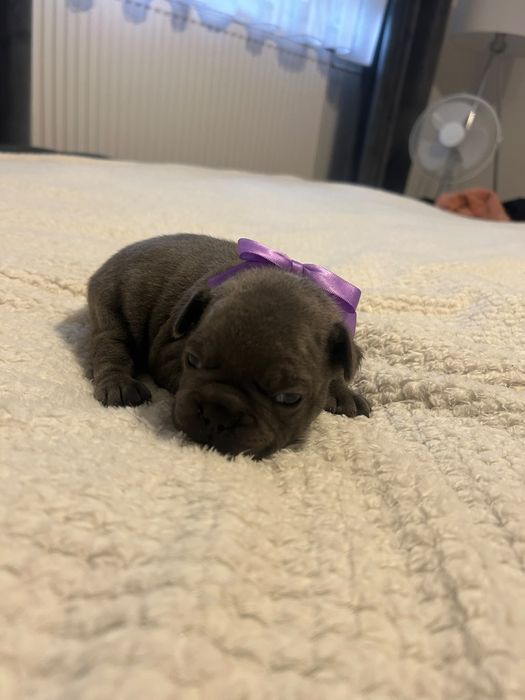 Buldog francuski