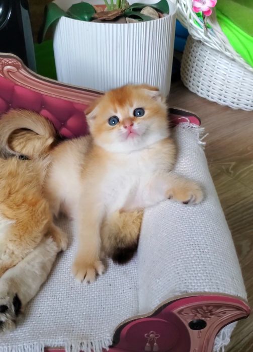 Нежные и потешные детки. Котята золотая шиншилла.