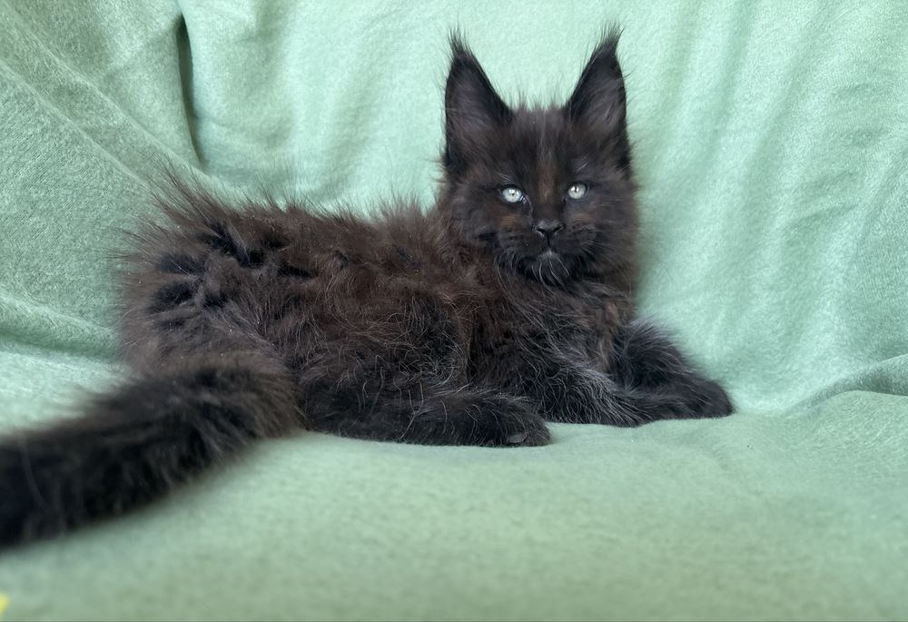 Maine coon kocurek
