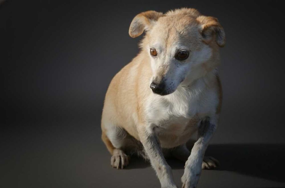 NAVIK - maleńki, staruszek czeka na dom