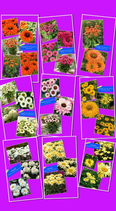 Багаторічні садові квіти рослини кущі ехінацея ромашка деревій кохія