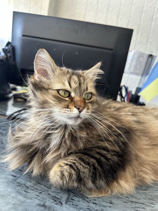 Ищем дом для кошечки