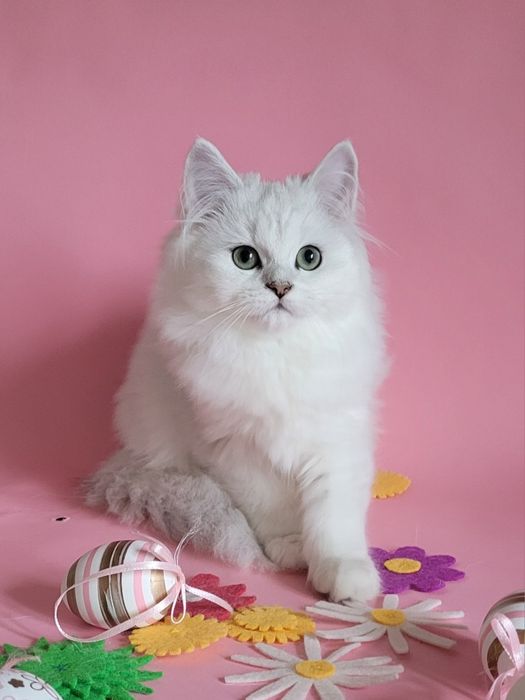 Британська дівчинка срібляста шиншила