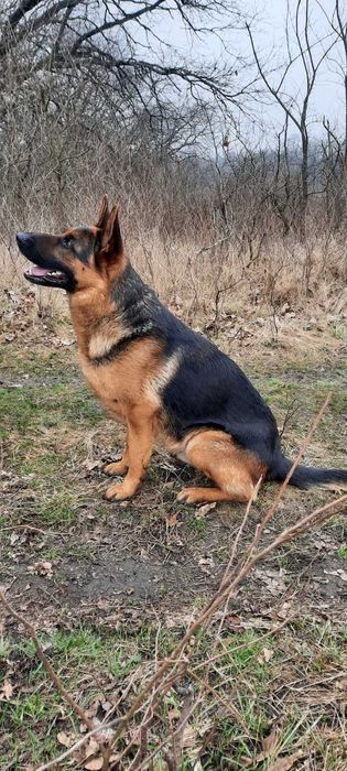 Кобель немецкой овчарки для вязки