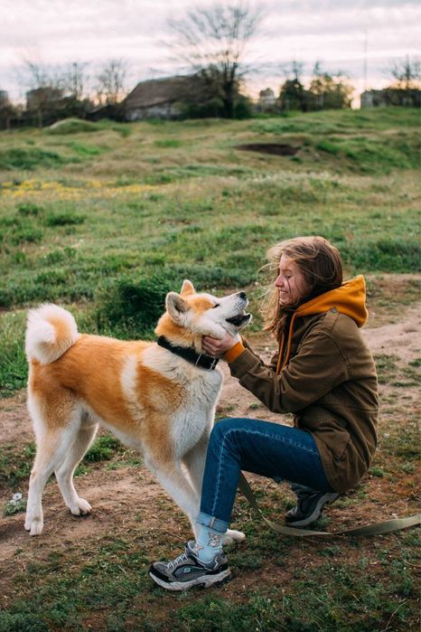 Вязка Акита-ину