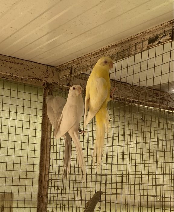 Red rumped  tres machos