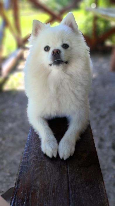 Померанський шпіц шукає наречену для в'язки