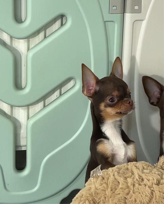 Шоколадно-підпалий хлопчик