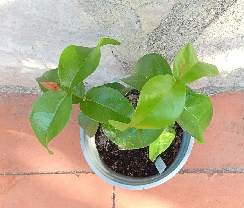 Pitangueira em vaso