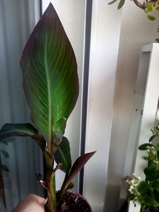 Conjunto de 3 plantas