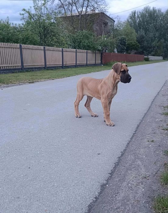 Piękna żółta suczka rasy dog niemiecki