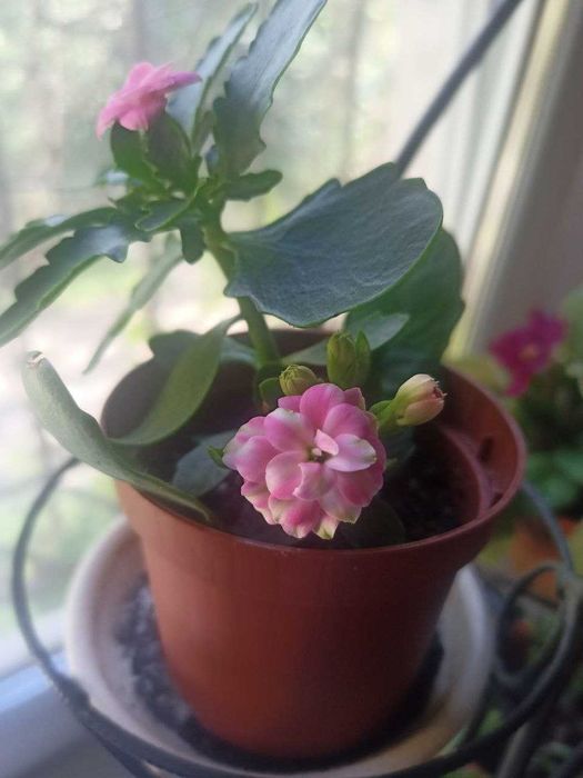 Каланхое Блоссфельда