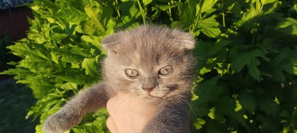 Кошенята в добрі руки