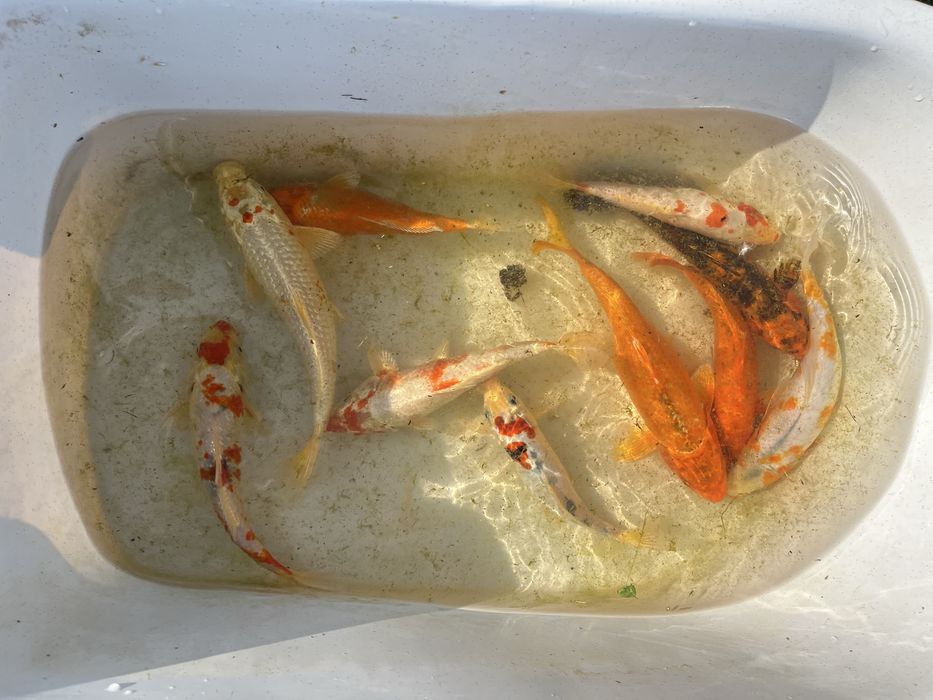 Карпы кои малек и подростки 25-30 см наличие уточнять по телефону