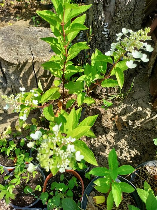 Волотиста  мітловидна гортензія