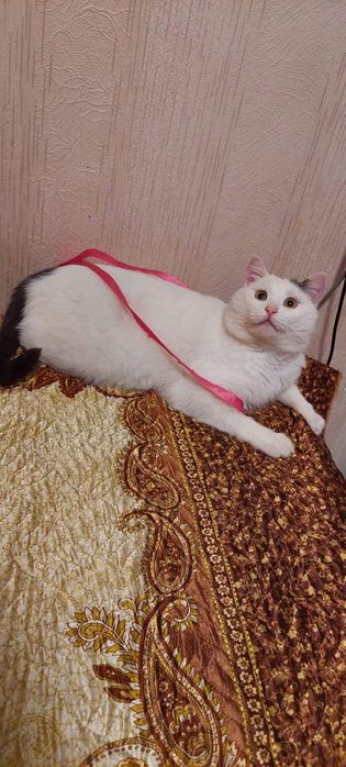 Отдам белого кота, 1,5 года, кастрирован