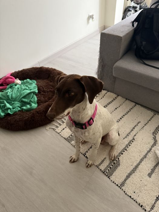 Nala, adoção responsável