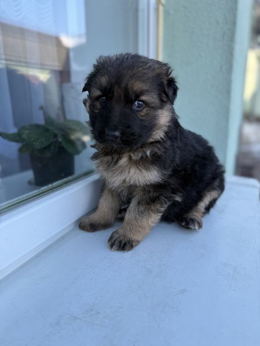 Цуценятка німецька вівчарка