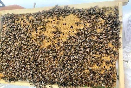 Бджолопакети та сім'ї