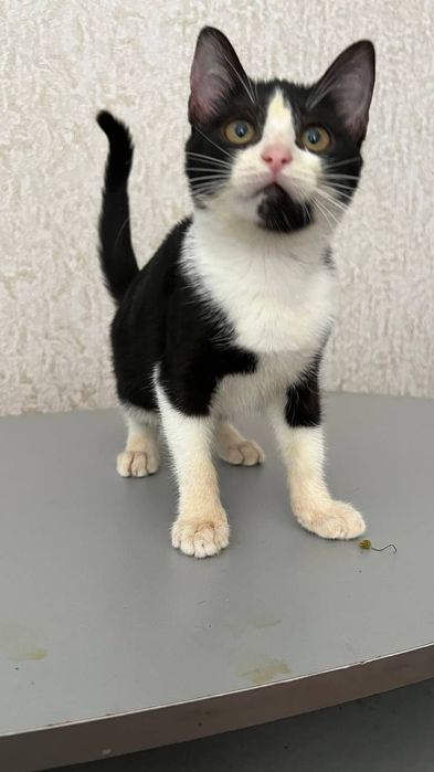 Отдам_ кошки_ котята_ яся