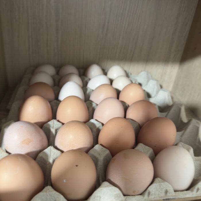 Ovos Caseiros Frescos