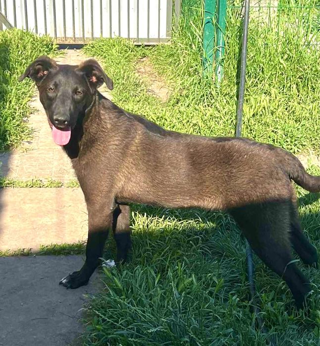 Цезарь —мальчик в хорошие руки