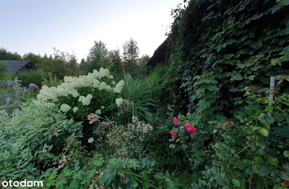 Klimatyczna dawna leśniczówka z pięknym ogrodem w stylu angielskim - Widok 4