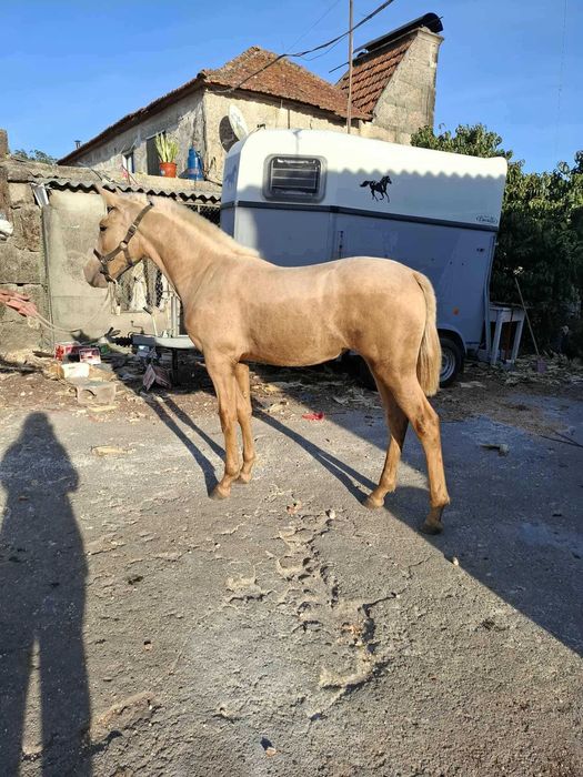 Poldra Lusitana palomina