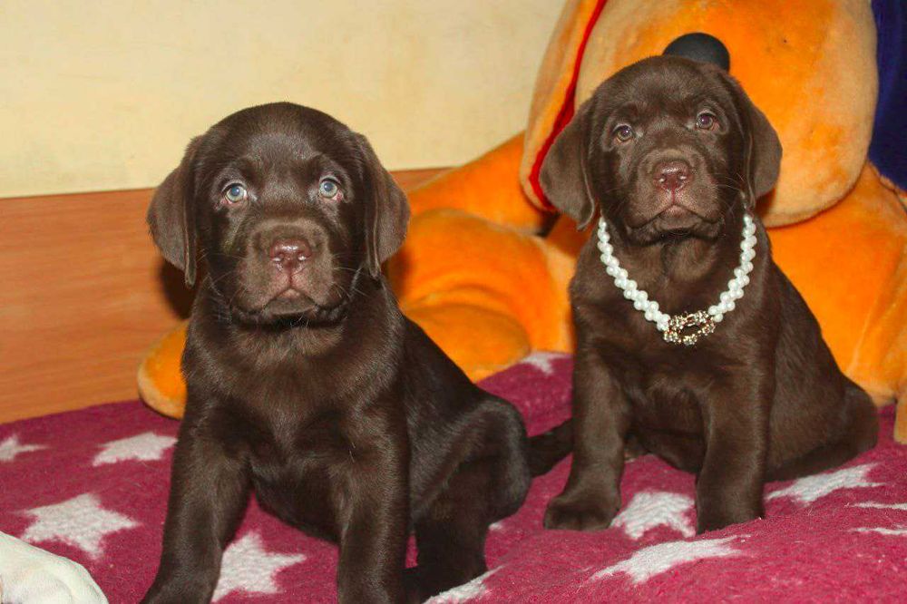 Шоколадні лабрадори документи КСУ-FCI