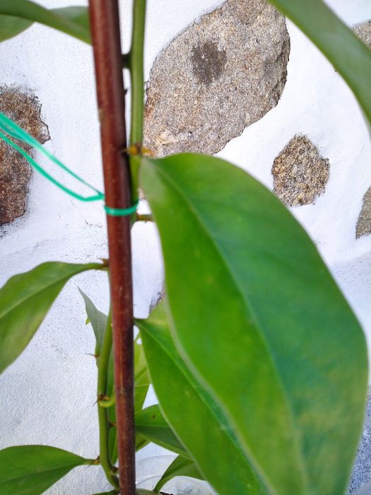 Ora. Pro. Nobis  planta