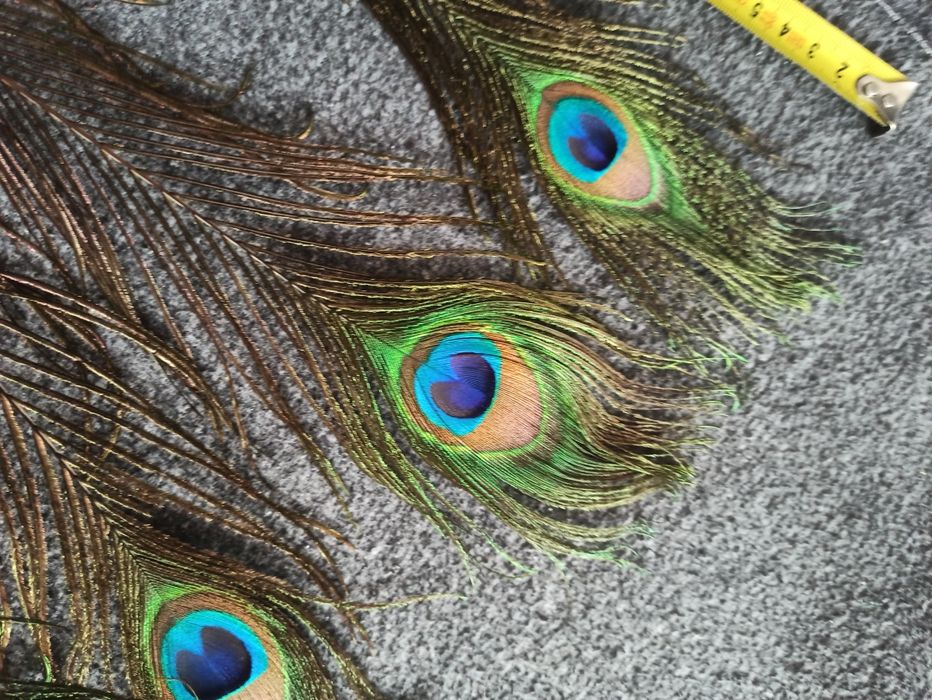 Pawie pióra naturalne