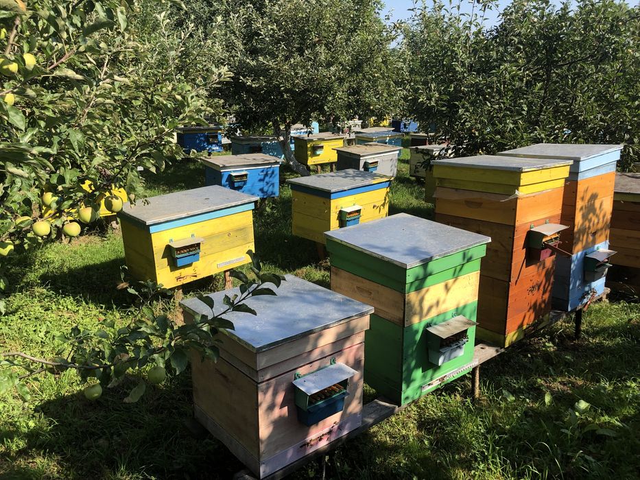 Трутневий гомогенат з медом , підмор, маточне молочко