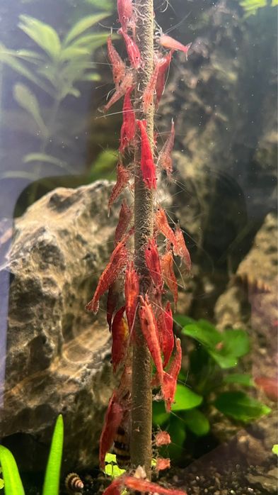 Camarões Neocaridina Red Cherry