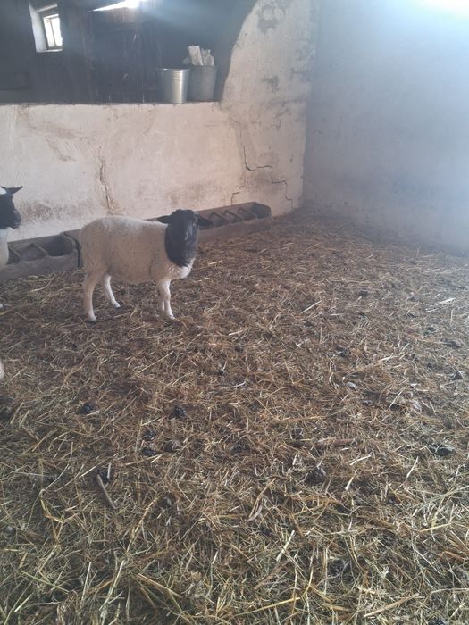 Продам на племя крос-дорперів.