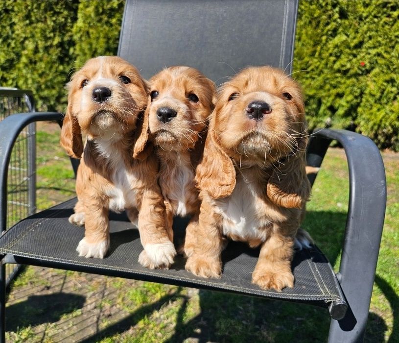 Cocker Spaniel Angielski szczeniaki suczka z rodowodem