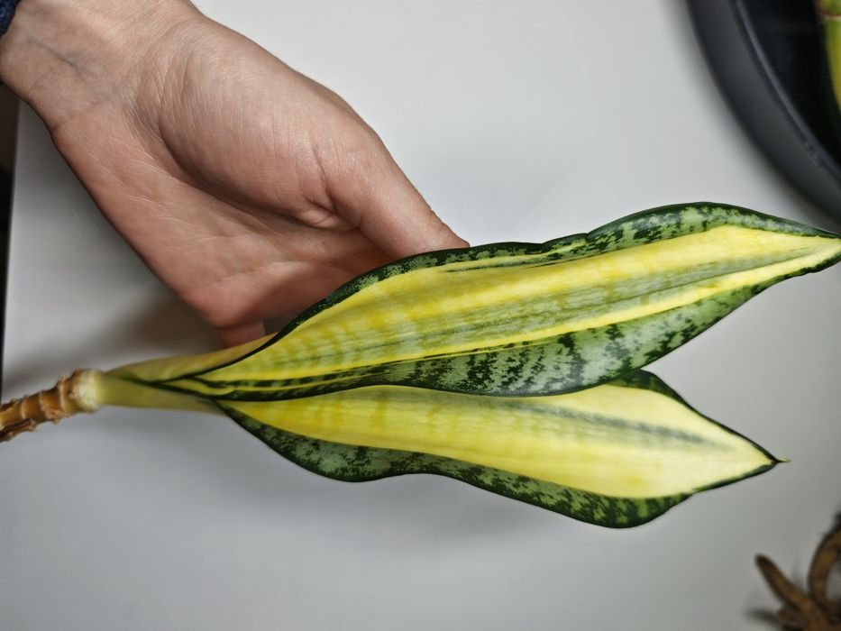 Sansevieria Futura Hendrika mutation REZERWACJA