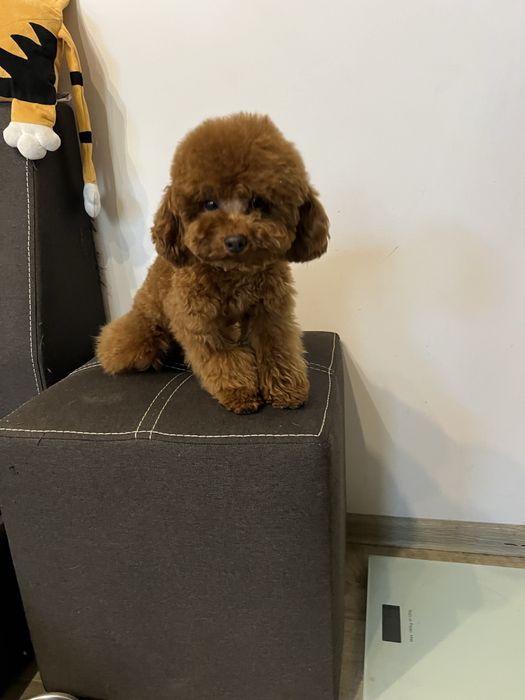 Той пудель редбраун тикап чашка тікап