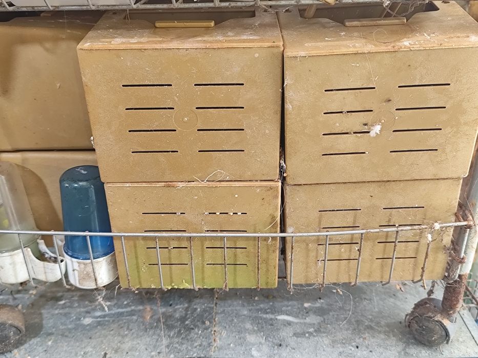 Ninhos plástico 2gr e Leonardo