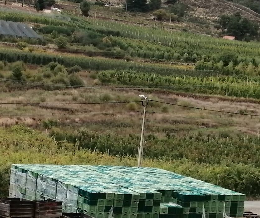 Caixas Plásticas Usadas