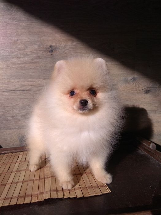 Шпіц померанський