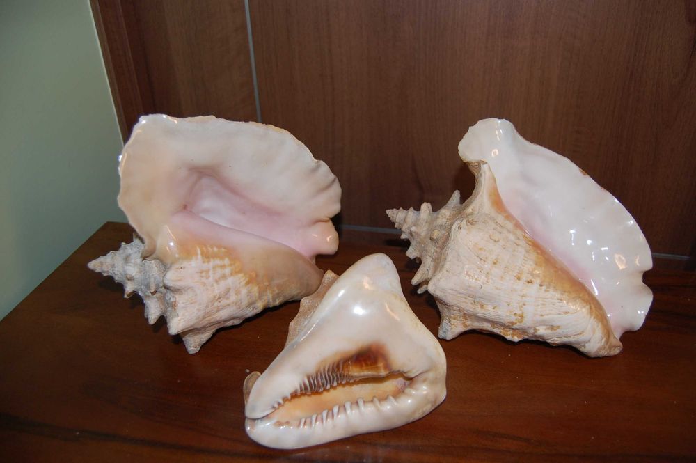 Большая океанская ракушка Куба 60-70е Велика океанська мушля