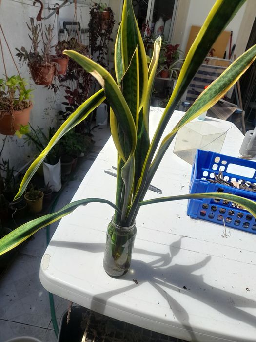 Mudas de língua da sogra já com raízadas prontas a transplantadas a 3€ cada pé