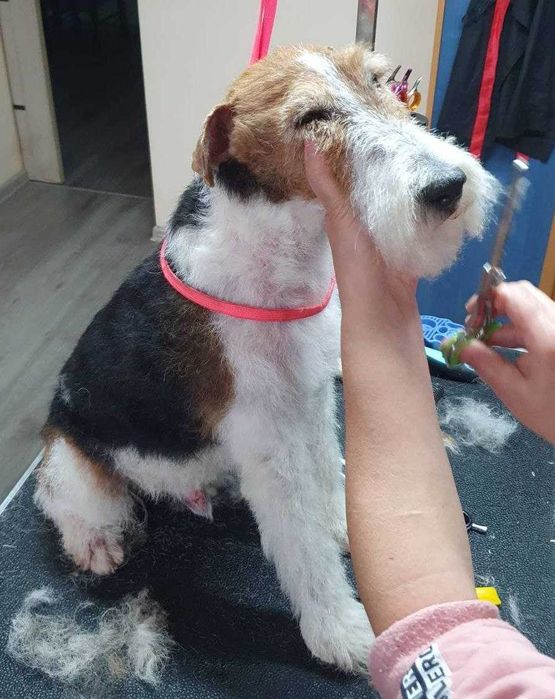 Грумінг собак та котів