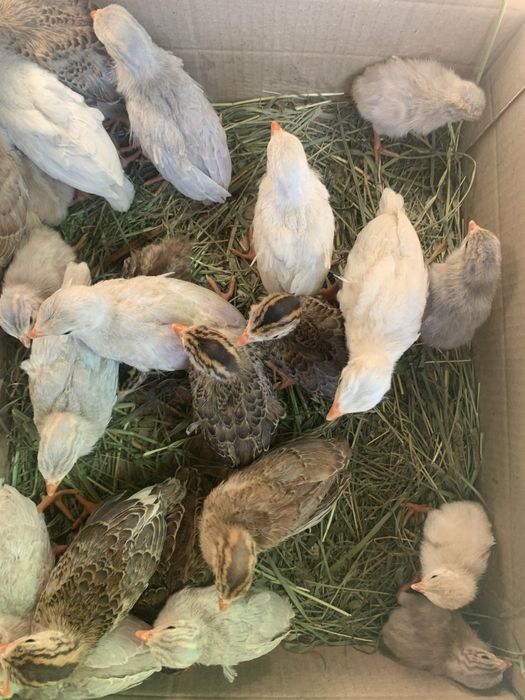 Цесарки, індики, каченята різного віку