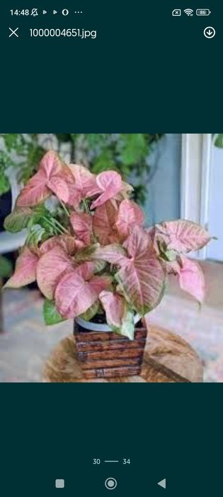 Сингоніуми різних видів